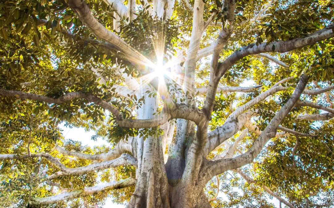 El árbol de los deseos